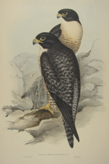 John Gould Birds of Australia